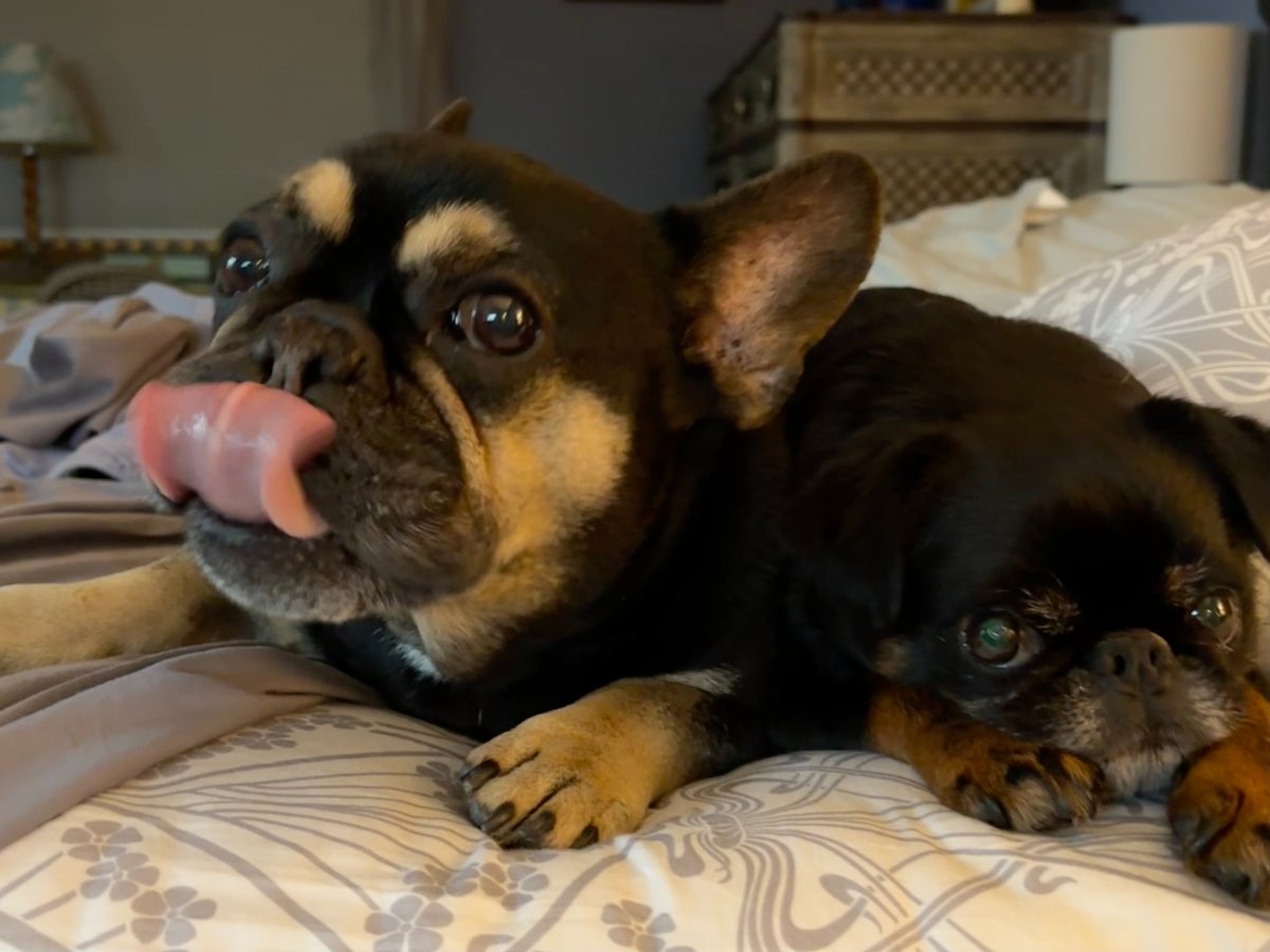 Happy Tongue Out Tuesday from Louie the #frenchie and his sidekick Larry the #brusselsgriffon!

#dogsofx #dogs #tongueouttuesday