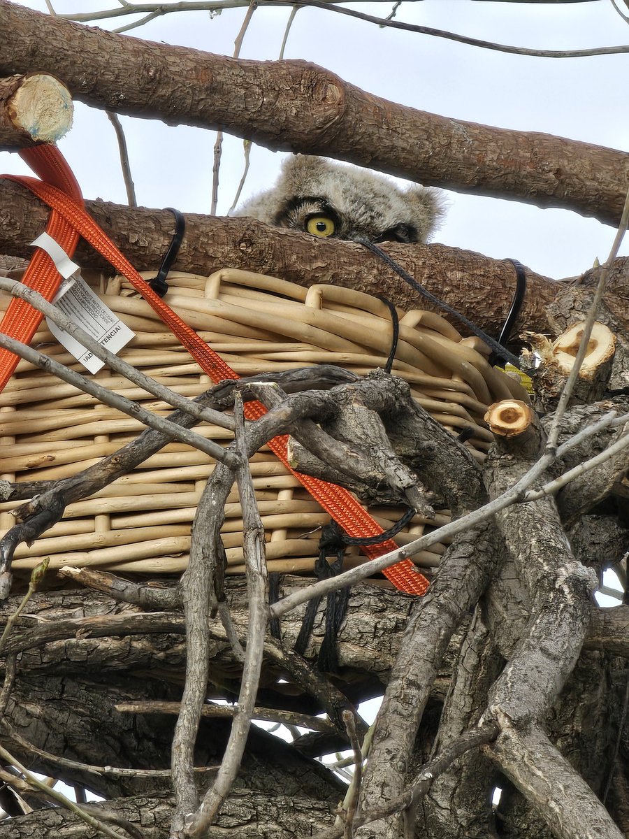 The baby owl has been renested just under the original site. Both parents (very angry at our presence) are in attendance. Many thanks to local volunteers who helped me get this little owl back home, they are amazing!