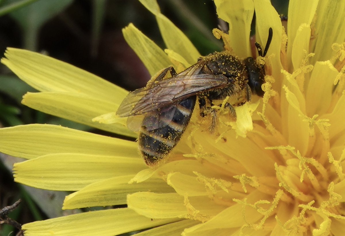 A few of the mining bees seen at Badbury Rings today. Fast disappearing Ashy mining bee , Red tailed Mason bee and two I'm unsure of.