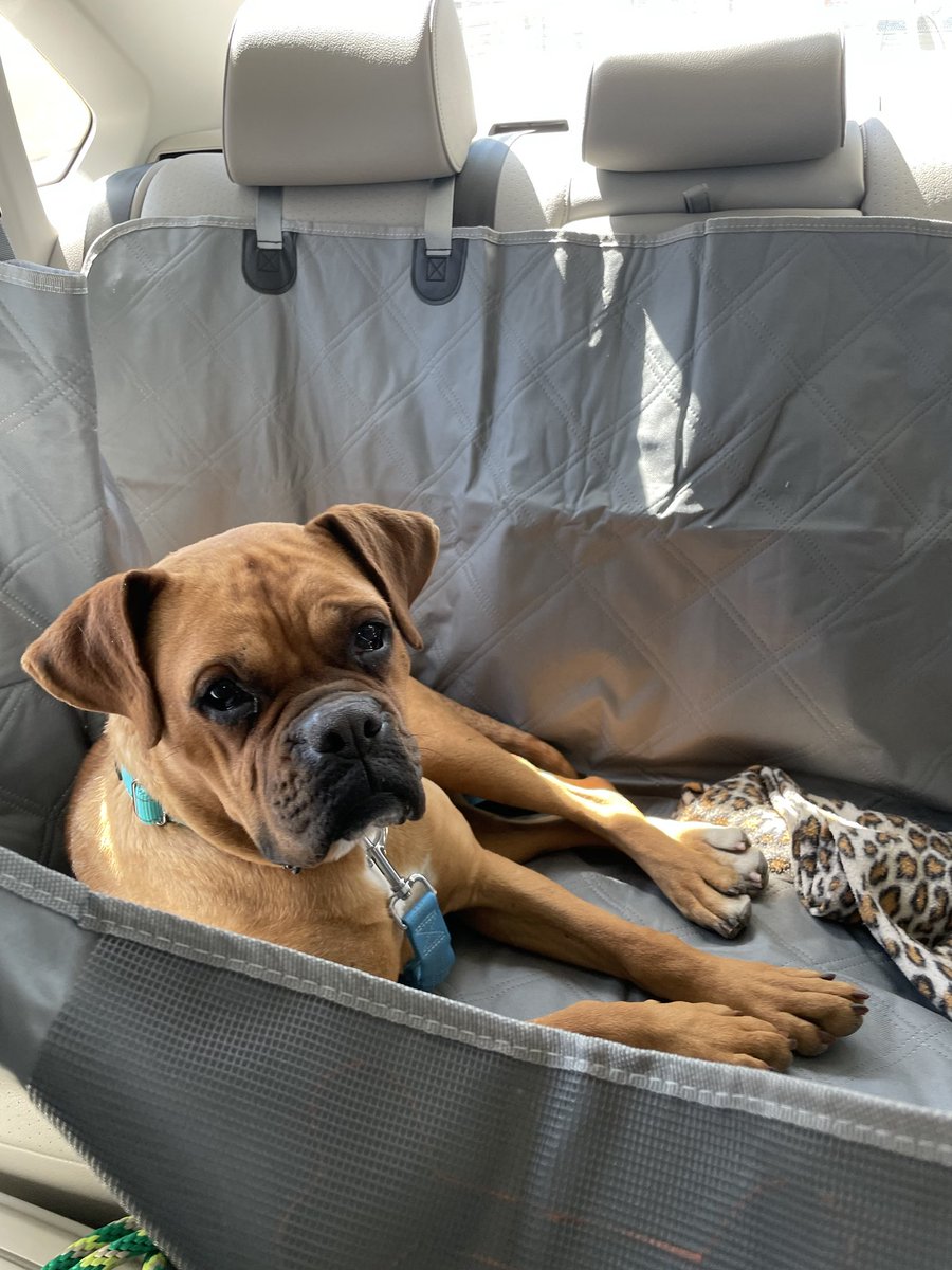 Howie is loving his new life in the US. He’s a good boy. This guy is good on leash, housebroken, crate trained. He’s the real deal. Howie is sweet and loving. Fostered outside of #Philadelphia. #rescuedogs #adoptables #Turkeydogs #streetdogs #boxerdogs #boxerlovers #dogs #boxer