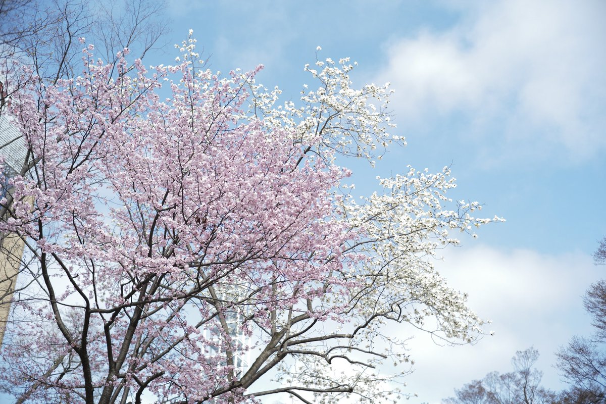 札幌は今週末が花見ごろ 寒いけど🥶 大通り公園の桜