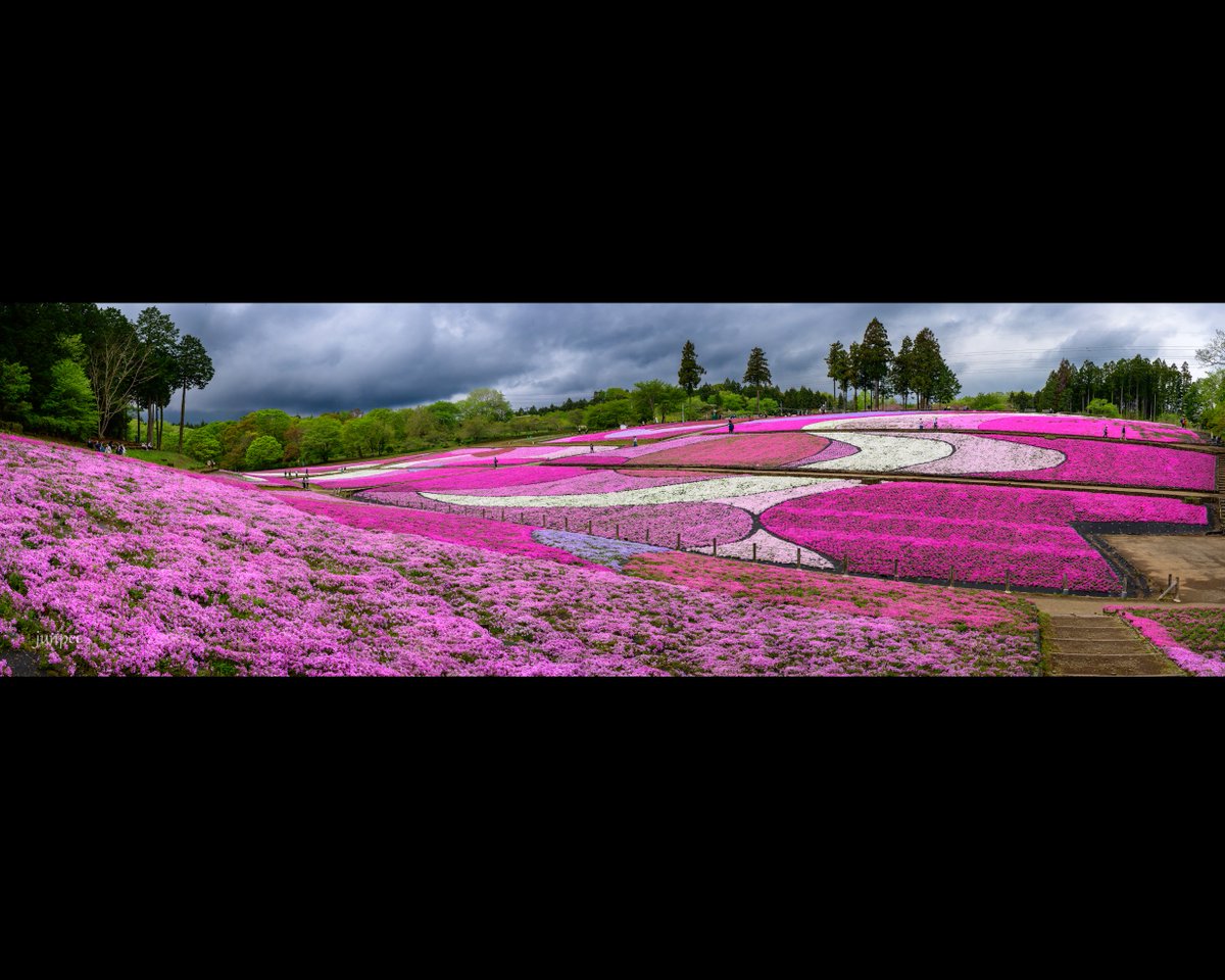 芝桜の絨毯🌸 Nikon Z6 NIKKOR Z 24-70mm f/4 S Kenko PRO1D WIDE BAND C-PL パノラマ合成 2024年4月23日撮影 #ファインダー越しの私の世界 #埼玉県 #秩父市 #羊山公園 #シバザクラ #芝桜 #はなまっぷ関東 #はなまっぷ #埼玉さんぽ #Nikon #Z6 #nikoncreators #私とニコンで見た世界