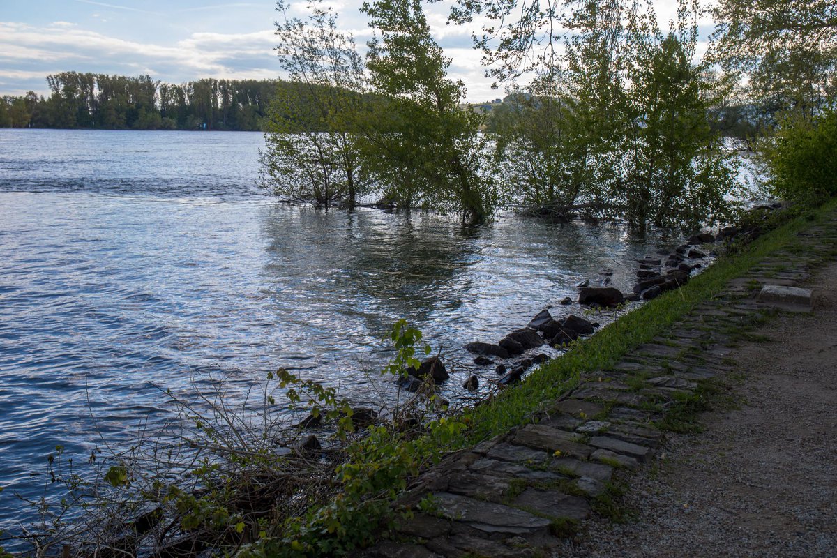 —
Rhine Landscape & Rhine Goose,
23rd of April 2024
—
#photography #lights #perspective #colours #travelphotography  #naturephotography #spring #april #riverphotography #animalphotography #goosephotography #rhine