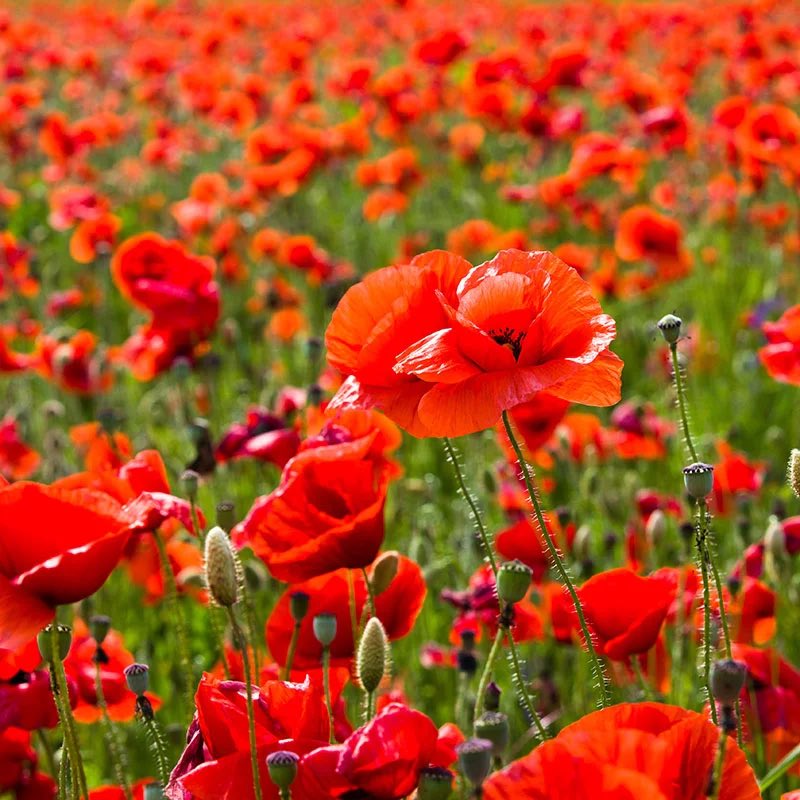 We will remember them. Lest we forget.