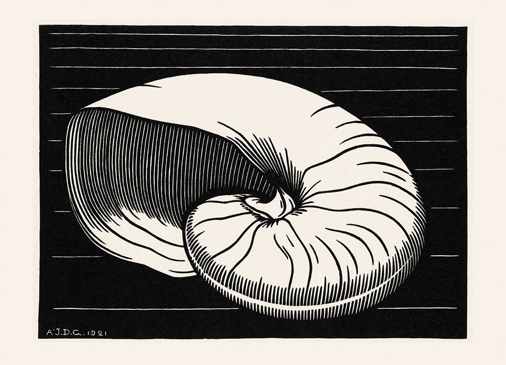 Good morning - I hope you slept like a crab-stuffed nautilus - I'm starting with ‘Shell, Julie de Graag, linocut, 1921. Part of the Julie de Graag postcard collection No. 2. rathergoodart.co.uk/product/julie-…