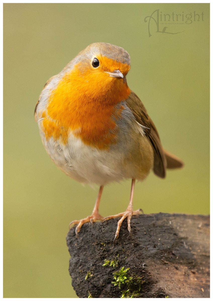 Smudge the Robin. #TwitterNatureCommunity #birdphotography #birds #NaturePhotography #BirdsOfTwitter
@Natures_Voice
