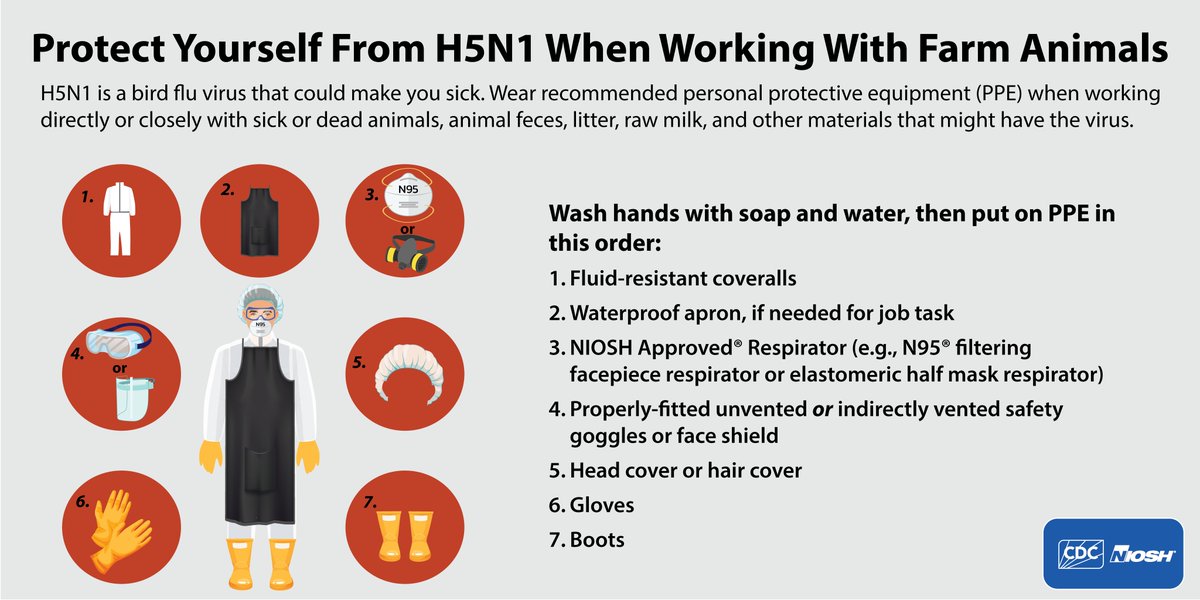If you work with farm animals thought to be infected with #H5N1, CDC recommends you wear personal protective equipment (PPE) and wash your hands after handling their litter, feces, or milk. More on how to protect yourself from #birdflu: bit.ly/4aLr7qD