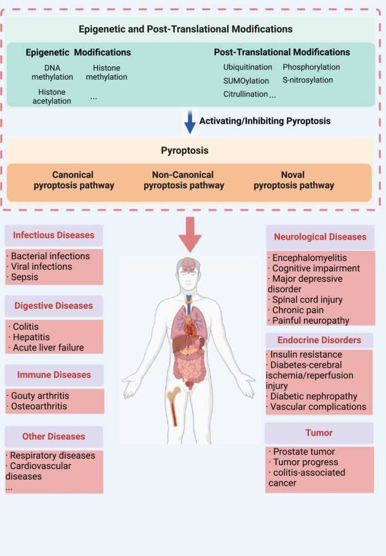 Amazing review on the major pathways of pyroptosis discussing the regulatory roles and mechanisms of epigenetic and post-translational modifications of pyroptotic components as a target for the treatment of inflammatory diseases: doi.org/10.1016/j.phrs…
#PharmacolRes #openaccess