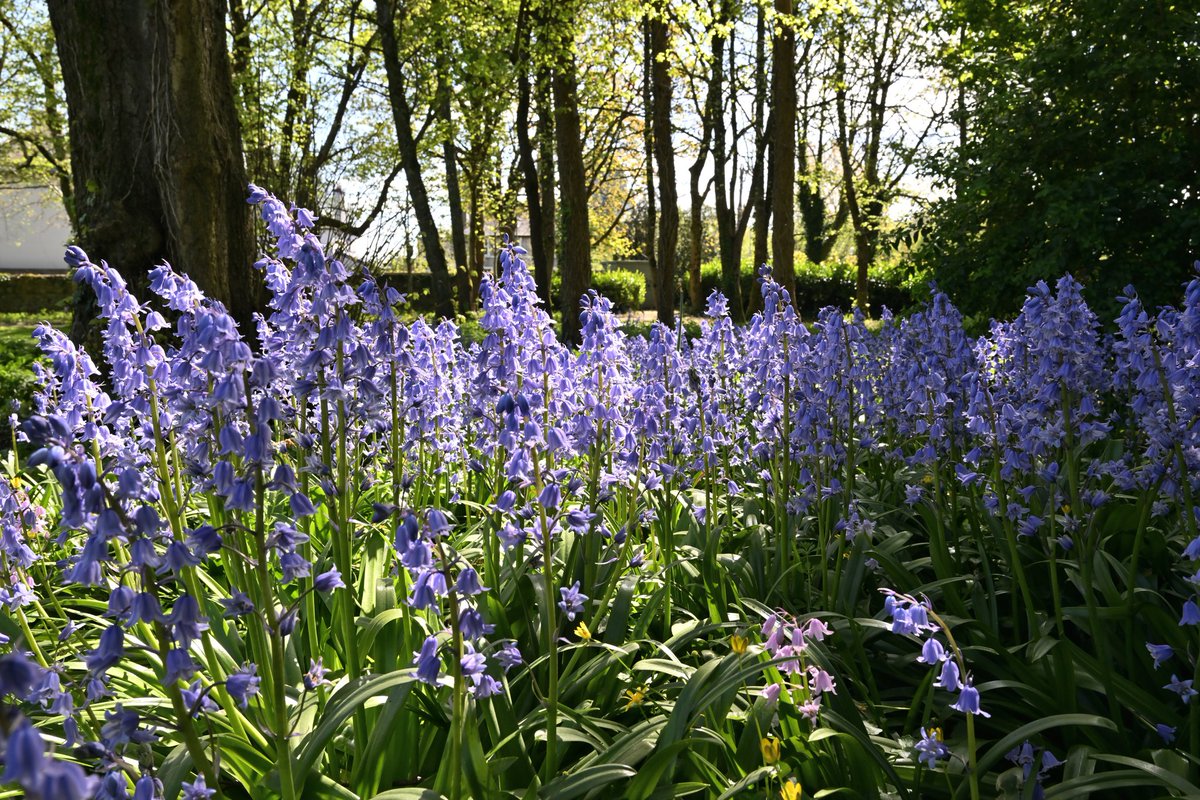 Bluebells on campus @uniofgalway