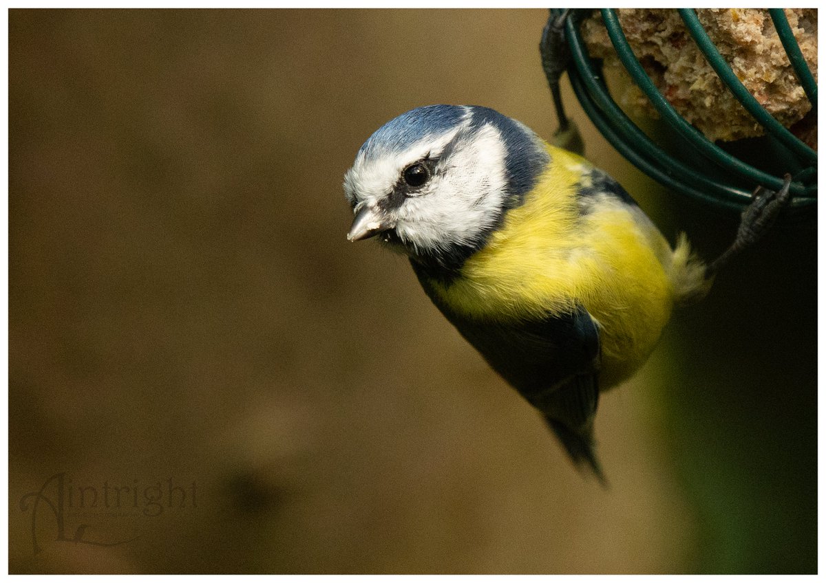 Barry the Blue Tit. #TwitterNatureCommunity #birdphotography #birds #NaturePhotography #BirdsOfTwitter
@Natures_Voice