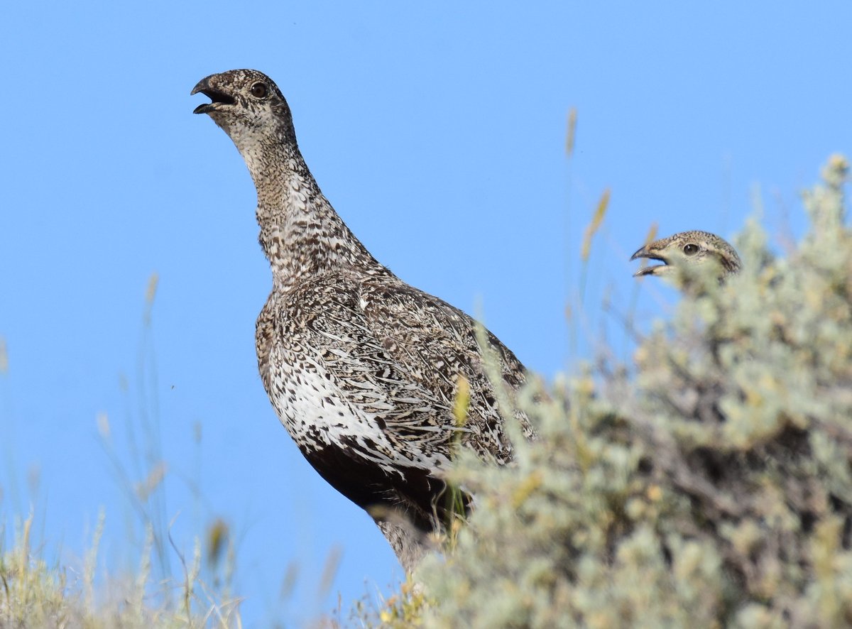 Hello, it's me. I was wondering if after all these years you'd like to meet. 🎵 Greater sage-grouse need us to pay attention to them. Attend a virtual public meeting on April 25 to learn more about our plans to protect their habitat: ow.ly/BF4A50RngjF. #WildlifeWednesday