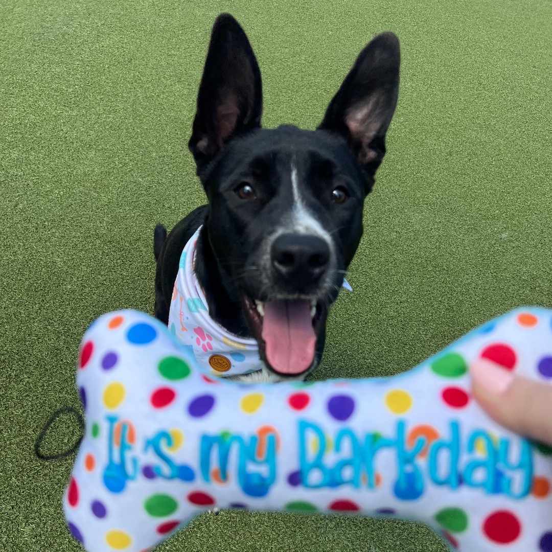 Let's all come together and wish Pop (#LA5458) a paw-some HAPPY 1ST BIRTHDAY! 🐾🎂 Let's make Pop’s birthday wish come true and find her a loving family to call her own! 🎈🐕 #GetYourRescueOn #Adopt #HappyBirthday #AdoptPop #AdoptMe #FirstBirthday