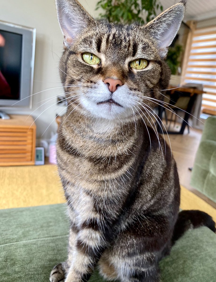 Hi, this is G&E’s mum. Our precious little girl Ella laid in my arms this morning & gently slipped away I can’t stop crying. Our hearts are broken again so soon after George. She’s back with her brother😭💔💔💔 #otrb🌈 @danapixie #whiskerwednesday #fursday #CatsofTwittter