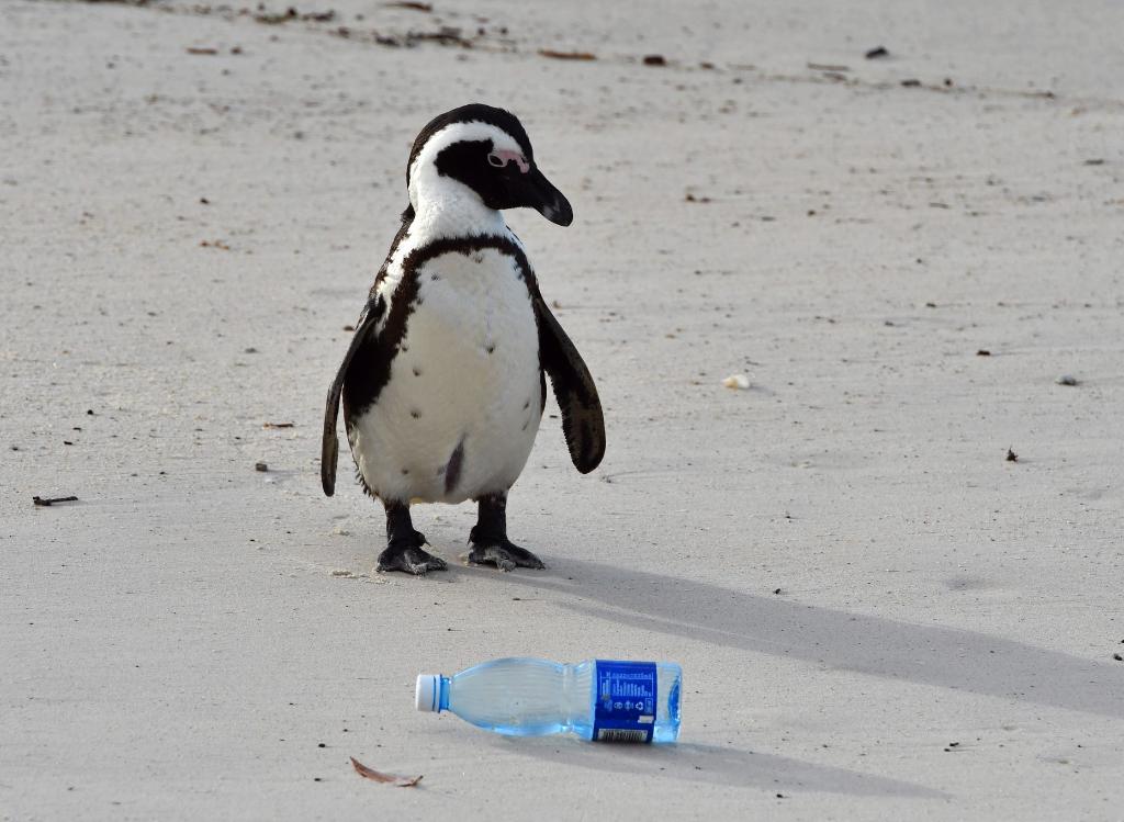 From beaches to riverbanks, you never know where your plastic will end up! On #EarthDay, let’s commit to cleaning up our shores & waterways 🌎💚 and refusing the plastic water bottle. Have ♻️questions? We may have the answers⬇️ epa.gov/recycle/freque…