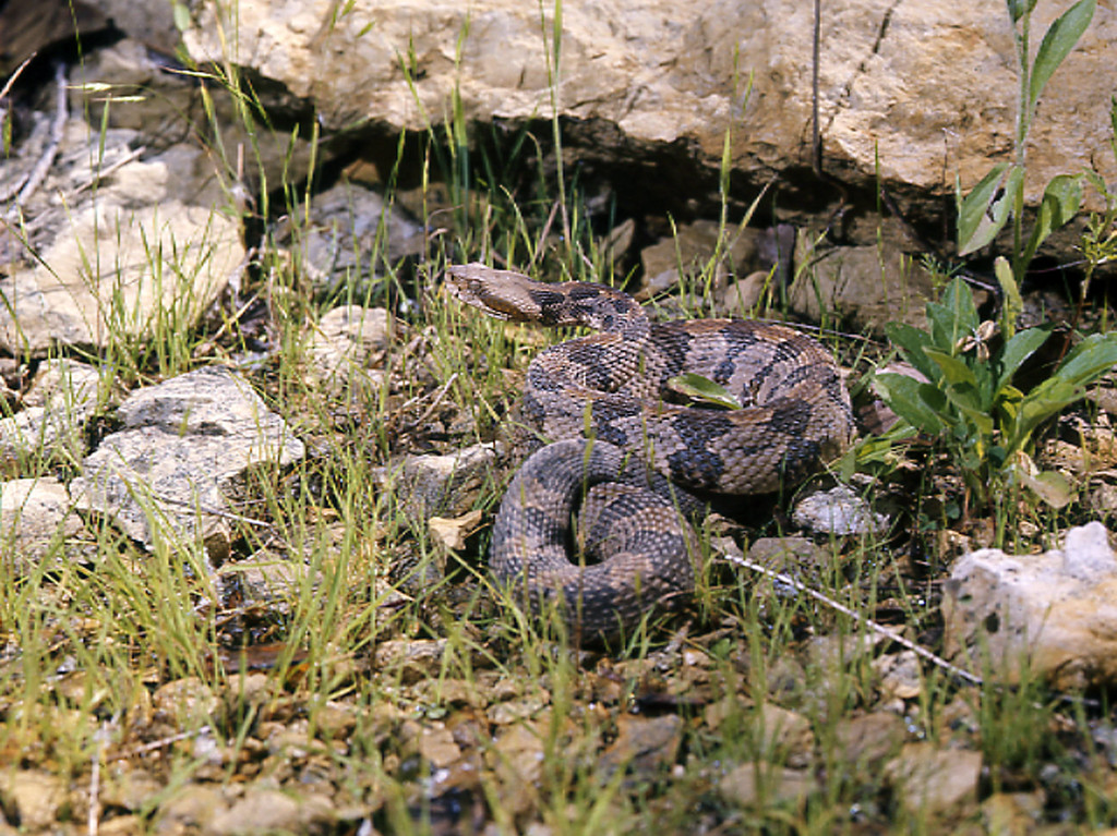 Try a new outdoor activity this spring. Herping is the practice of searching for reptiles and amphibians. Read 'A Guide to Herping': brnw.ch/21wJ9bY 📝: Monica Macoubrie, Wildlife Education Specialist 📷: Jon Farrar