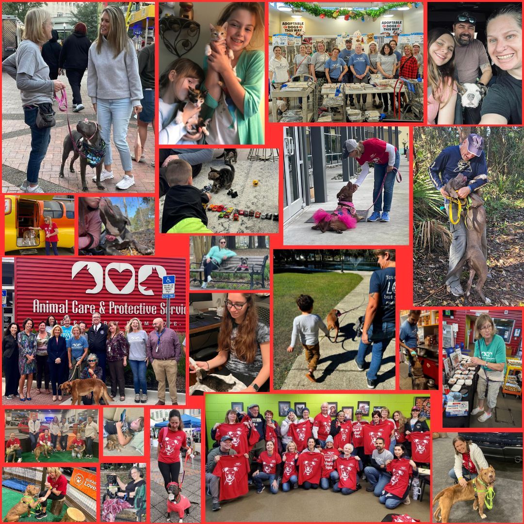 JaxACPS's tweet photo. When we say we couldn't function without our volunteers... we mean it! This collage is just the smallest fraction of what these folks do for us each day. There truly is a niche for everyone—the list is endless! #volunteerappreciation #volunteerappreciationweek #animalsheltering https://t.co/8PiWBoThEp