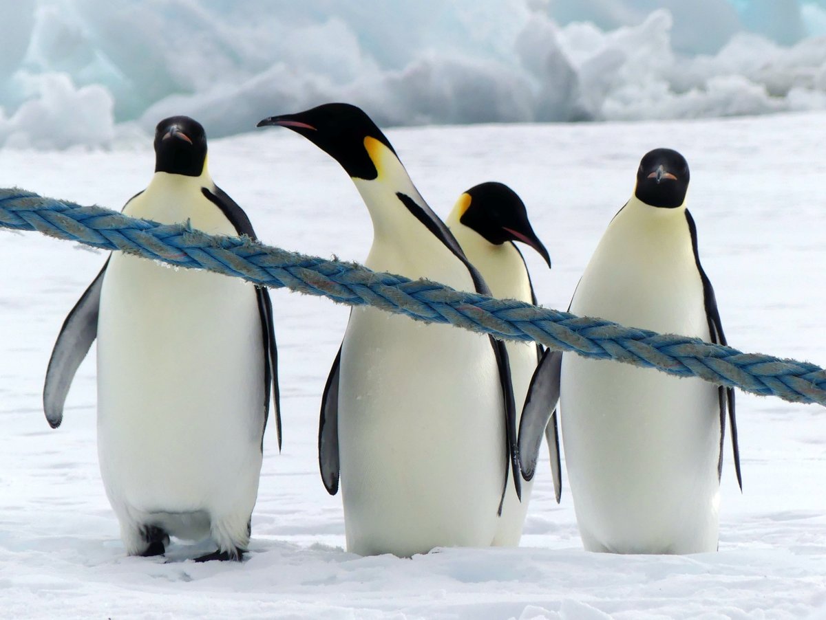 Today is World Penguin Day! Emperors inspect our ship's mooring lines - McMurdo Sound, Antarctica.