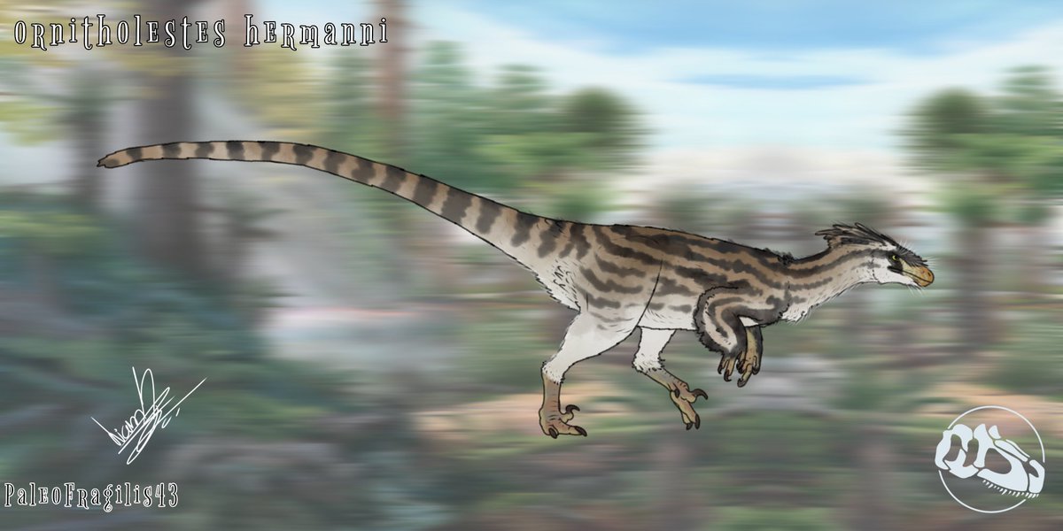 Ornitholestesss

#paleoart #paleoarte #ornitholestes