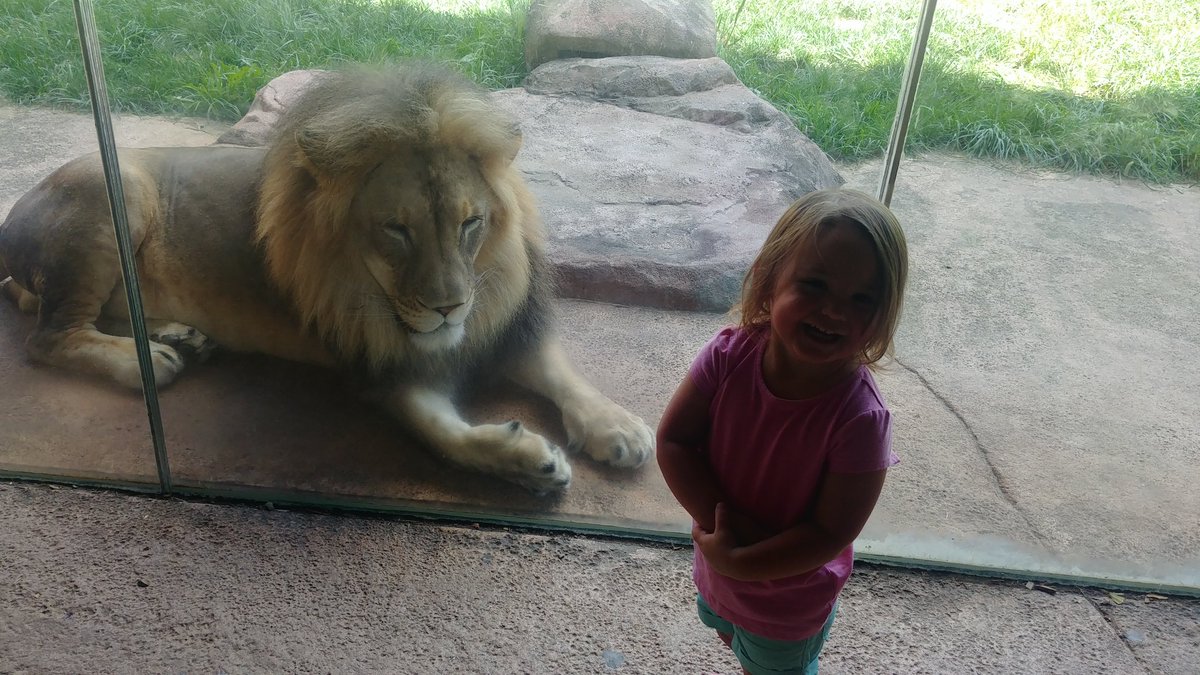 I tried digging DEEP in my phone last week for this photo and couldn't find it. Today I finally did. Glad my daughter was lucky enough to get this photo at @fwkidszoo with Bahati. Again, God Speed Lion friend. 🦁😥