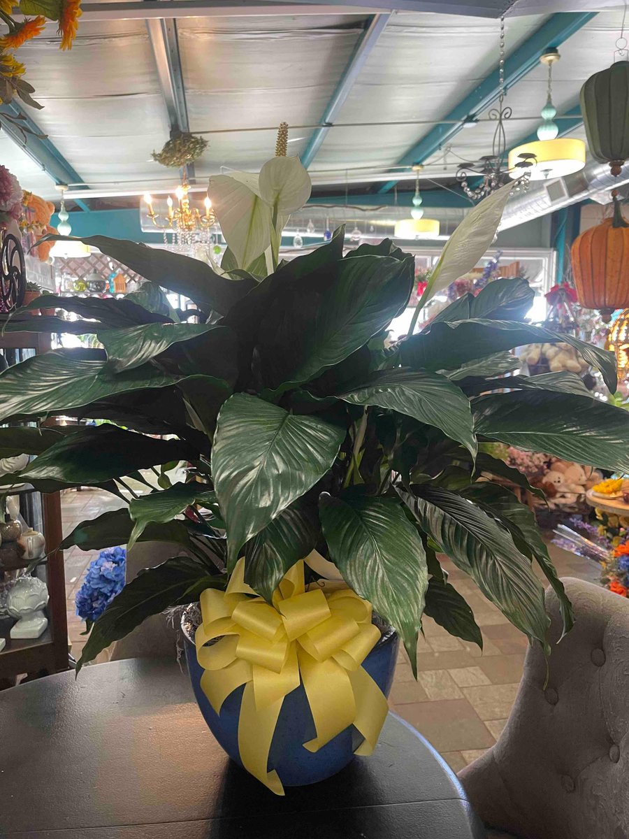 We love a big beautiful plant. 🪴 Like this lovely peace lily. . #steinflorist #steinyourflorist #flowers #florist #flowershop #floristry #shopsmall #shoplocal #smallbusiness #phillyflorist #philadelphiaflorist #NJflorist #plants #plantlover #houseplant #peacelily #spathiphyllum