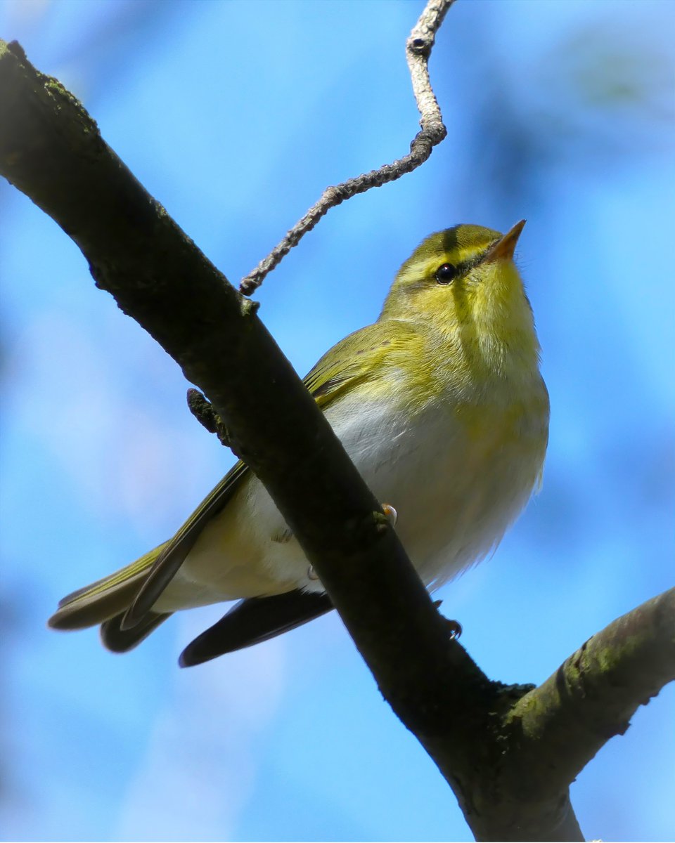 They're finally back! Great to see a few wood warblers while walking around @sceneUofG today. Managed to get some decent views while they were foraging! @Clydebirding #nature #bird #photography