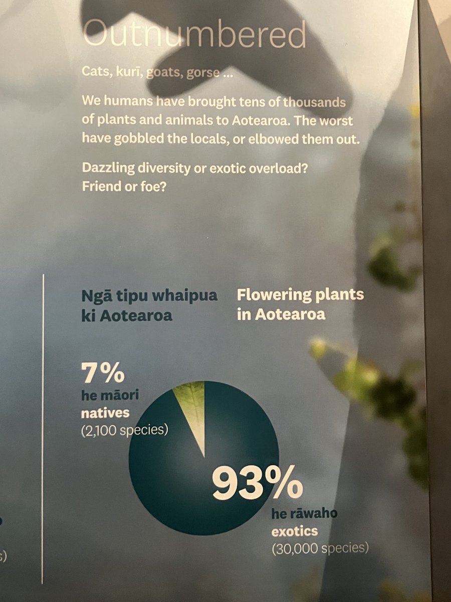 Fun facts at the New Zealand national museum in Wellington. 93% of plant species in the country are exotic. There is evidence of some prescribed burning by Māori for promotion of bracken fern as a food source. They fired it off every three years to rejuvenate it the roots.