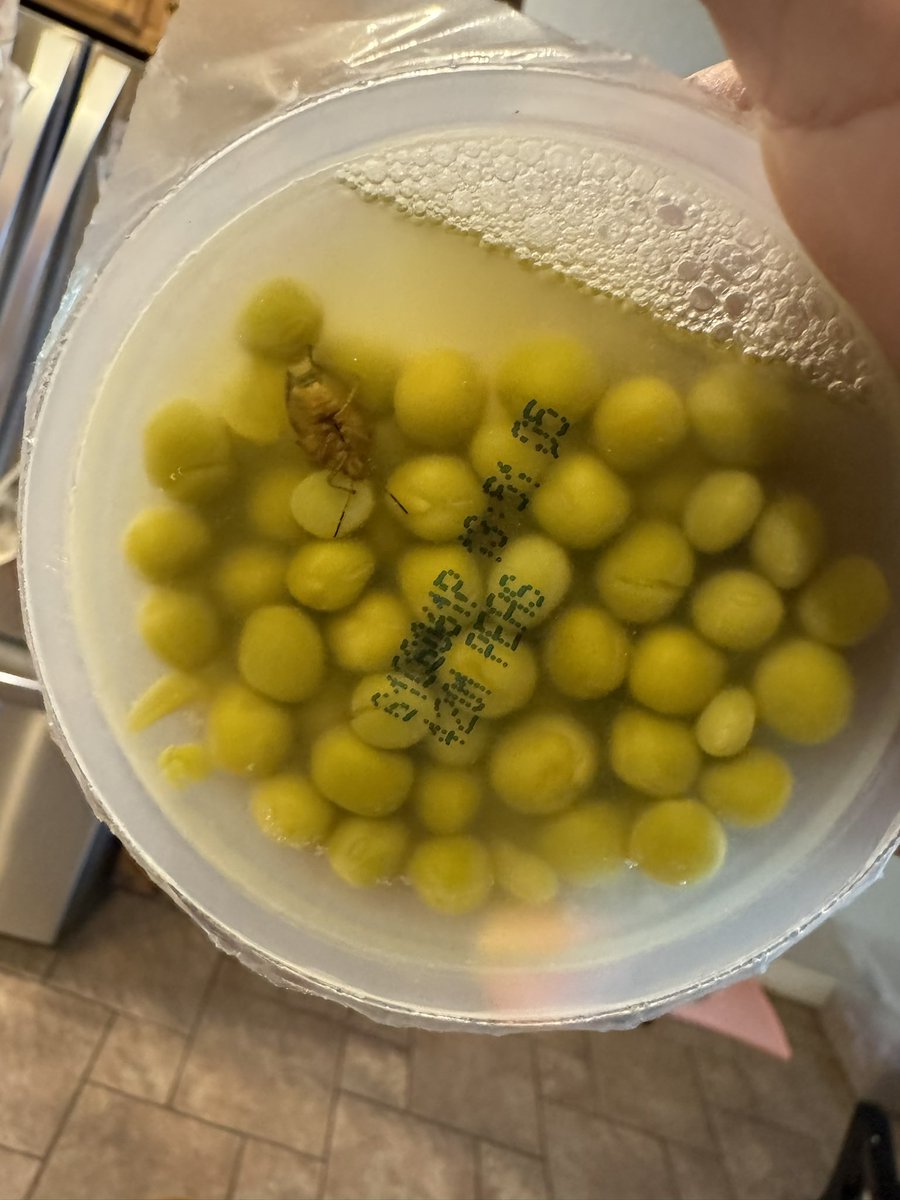 beef stevens tweet media