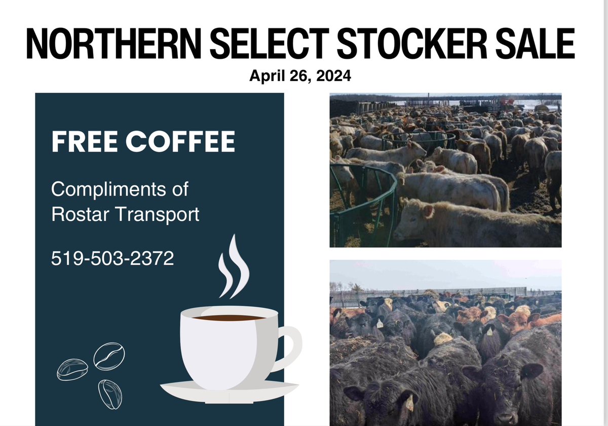 Northern Select Stocker Sale this Friday in Keady #ontag @scott_kuhl selling Nice to see the local business supporting the coffee as well that day @OntarioBeef @BeefFarmersON @ONCornFedBeef #cattle
