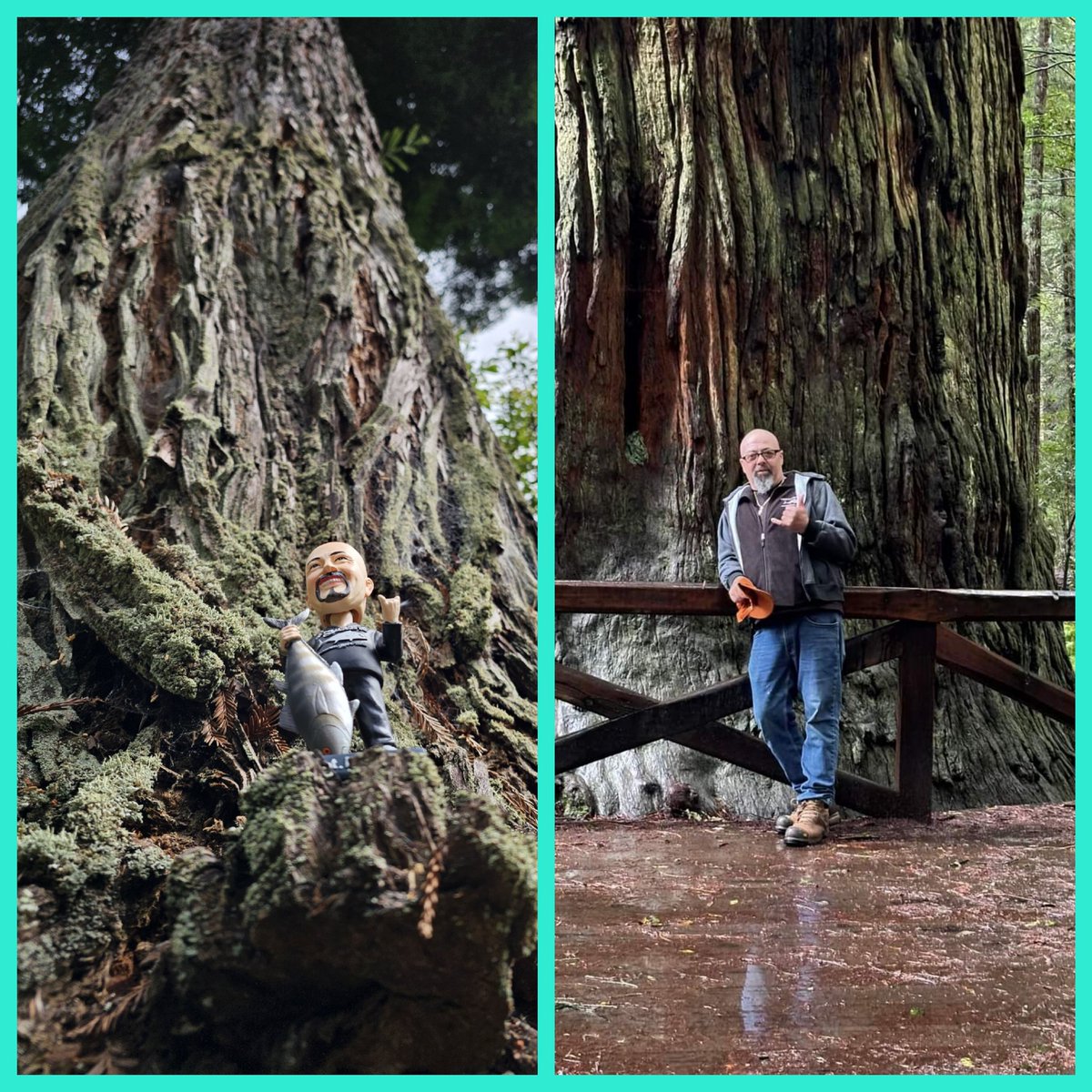 Welcome Bobble Head Dave to my redwoods.. ♡tx @HardmerchNancy  
One more pic in my comments..
#wickedtuna @CaptMarciano