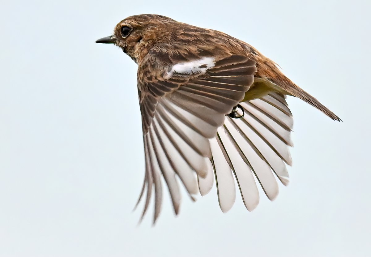 Female Stonechat in flight. 😀
 Taken recently at Praa Sands in Cornwall. 🐦
 Good morning everyone. 👋