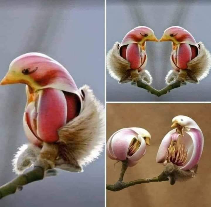 MissDesse2's tweet image. On dirait un petit oiseau. Mais c'est une fleur.. magnolia liliflora . Pas belle la nature ❤️