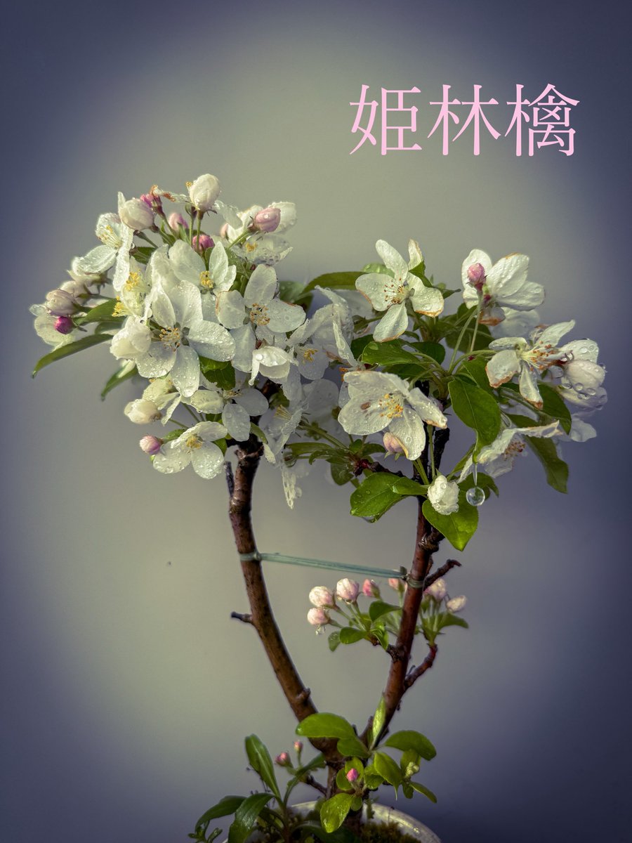 koni_bon's tweet photo. 姫りんご。良く咲いてます。実がなるといいけど近くに仲間が・・・
Princess apple flowering. Hope to get small apple
#盆栽 #盆栽好きと繋がりたい #盆栽のある暮らし #盆栽初心者 #姫林檎 #bonsai #minibonsai #bonsailife #japan #princessapple https://t.co/FvWPxRAIi4