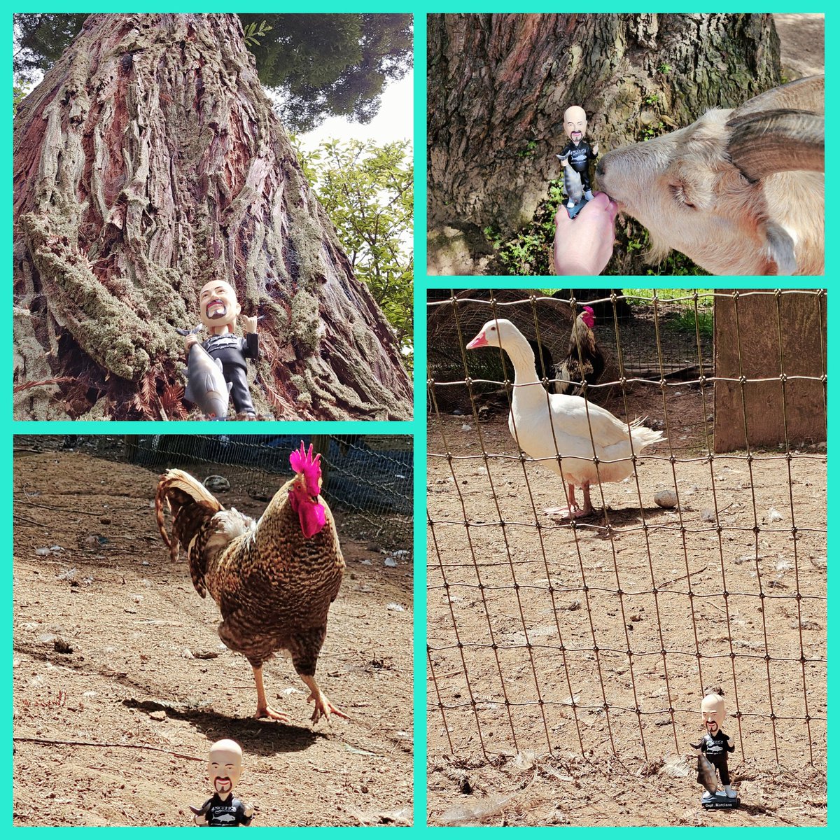 Bobble Head Dave meets the farm.. Peacocks 🦚 weren't interested..
♡tx @HardmerchNancy 
#wickedtuna