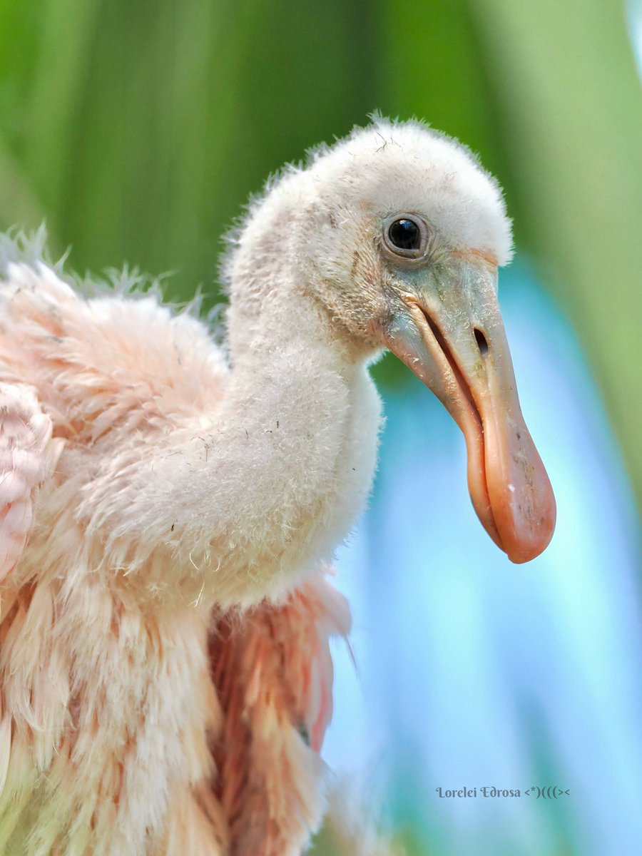 #birding #birds #birdwatching #BirdsOfTwitter #NaturePhotography Roseate spoonbill baby today 🥰 Fl., USA