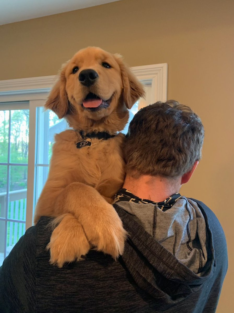 Our pDOGs all dressed up for #PurdueDayofGiving! The #PurdueDanceTeam is 18th on the student org leaderboard. Help us reach the top 10 to win additional funds!🚂💛