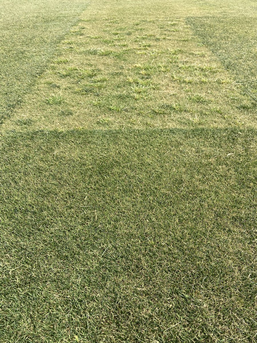 The effects of competition on weeds are always interesting to me…overseeded with perennial ryegrass on the bottom, nonoverseeded on the top…the best defense against weeds is a dense, competitive turf… #poaannua