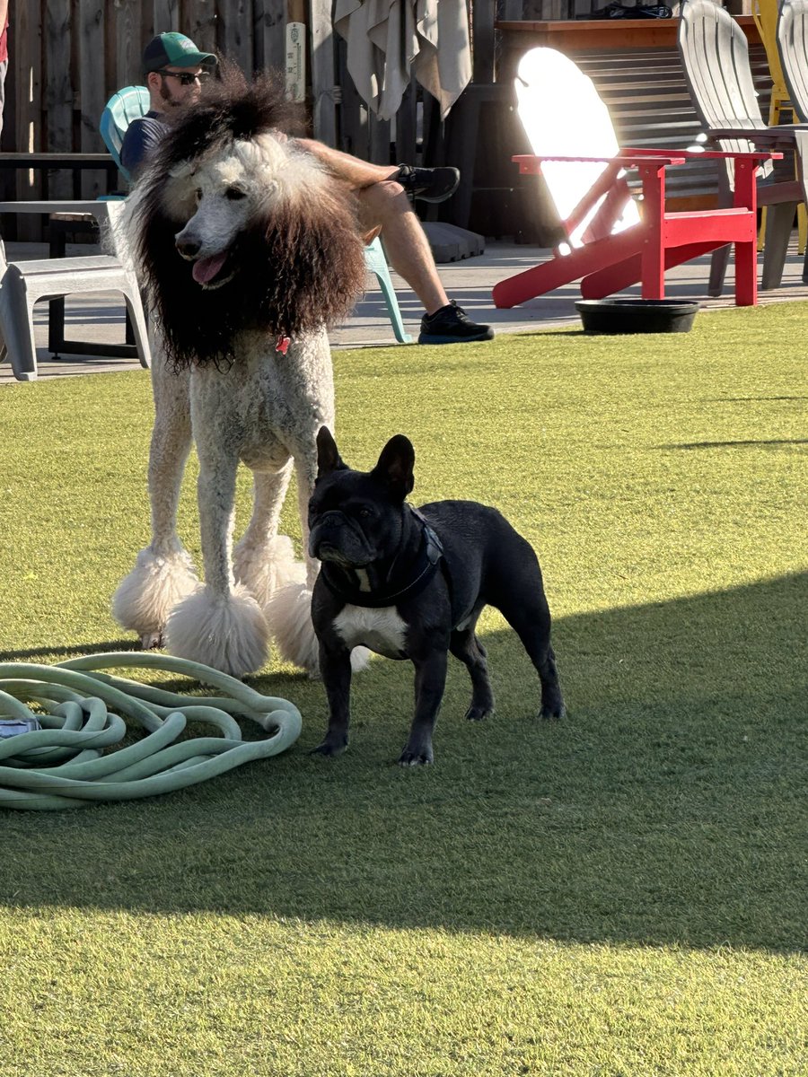 Theo is back at @pgjdogbar after a couple of years and immediately made a French connection!