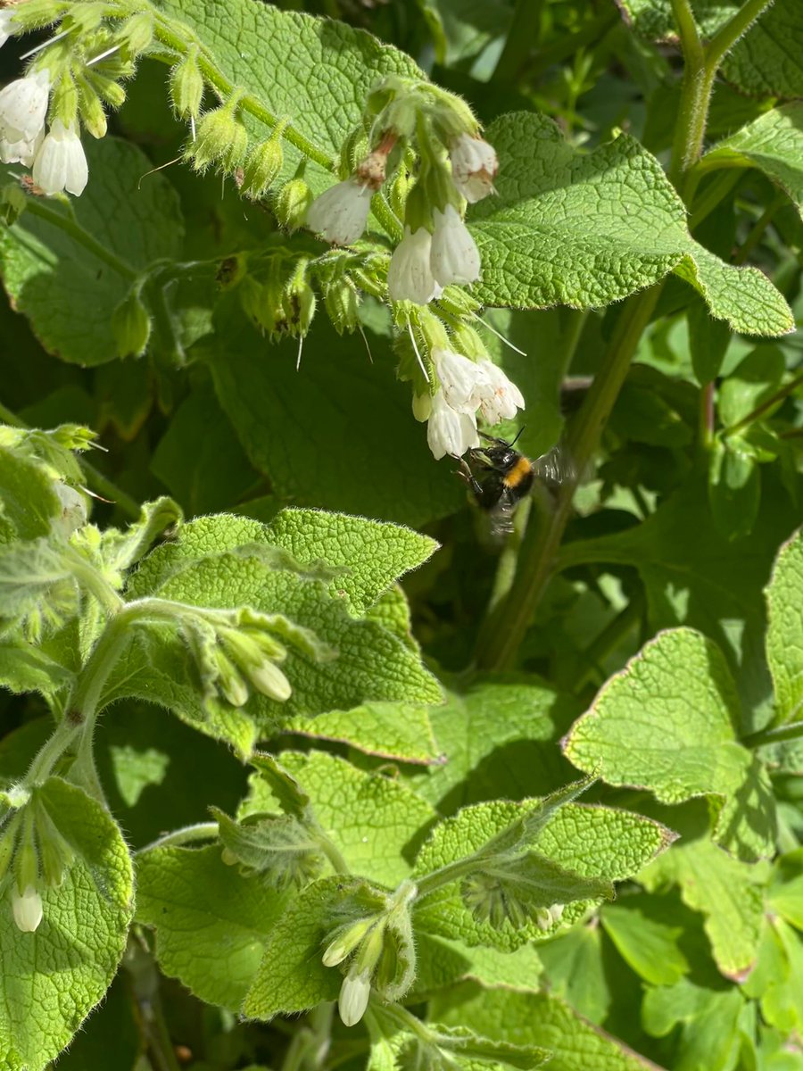 Bumblebee 🐝 collecting pollen from comfrey #wildwebswednesday ♥️ #wildlife #wildflowers