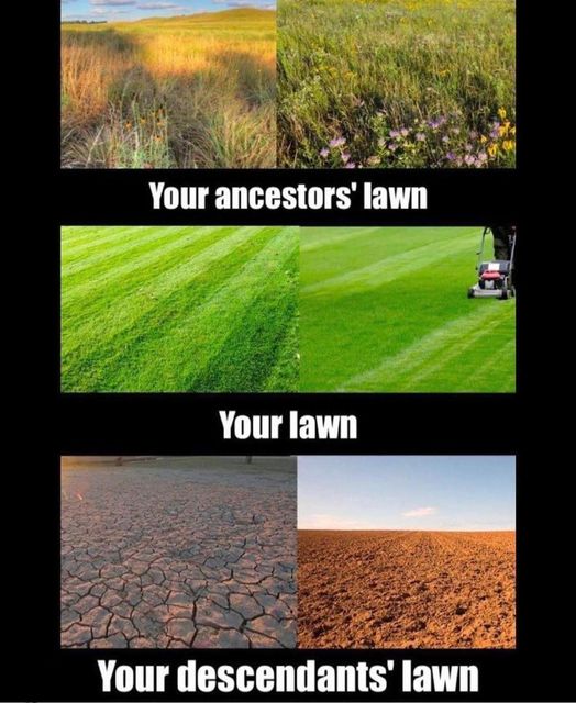 Your lawn?