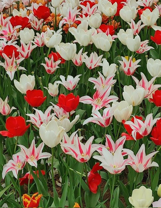 「tulip white flower」 illustration images(Latest)