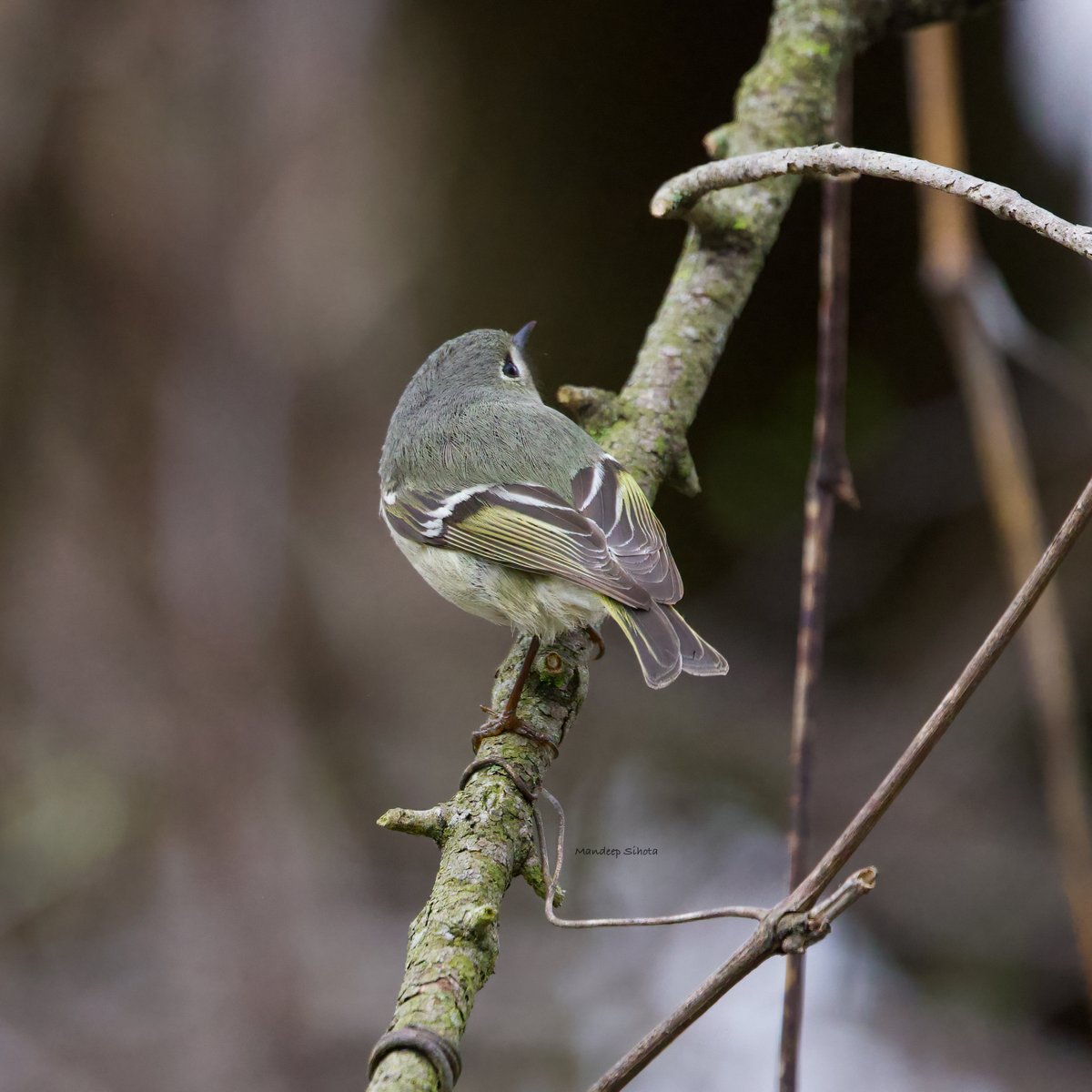 When you get that over the shoulder look😊 this time it’s from the Ruby Crowned Kinglet! #birds #birding #birdsinwild #birdphotography #Smile #twitterbirds #twitternaturecommunity #Canon #twitternaturephotography #IndiAves #Birdsoftwitter #Canonphotography #BirdTwitter