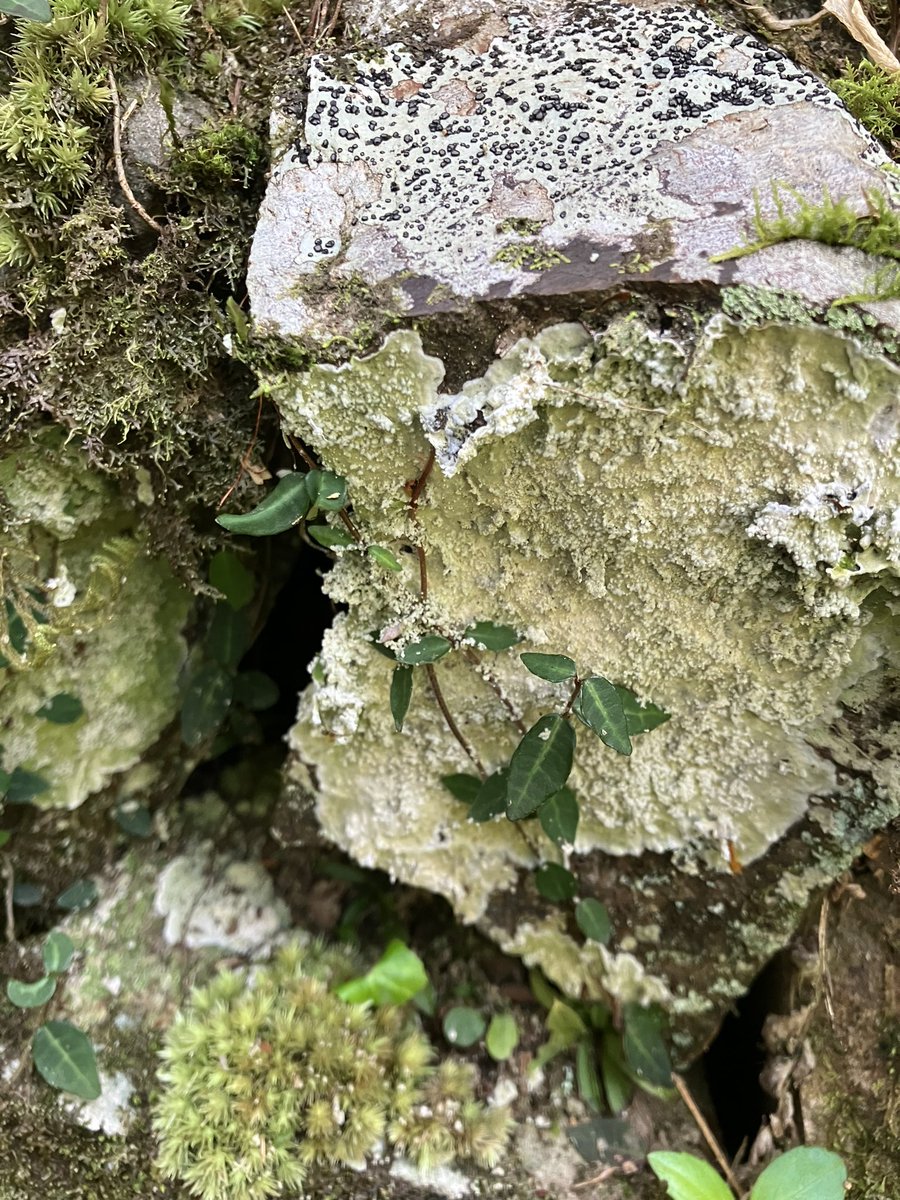 じめじめした場所の岩上や樹皮上についてるやつ。
地衣類なのか分からない🙄

#地衣類 #lichen #lichens #morninglichen