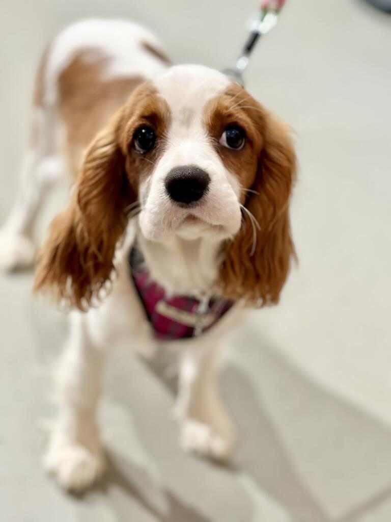 Introducing the newest member of our family. Everyone welcome Truffle ❤️