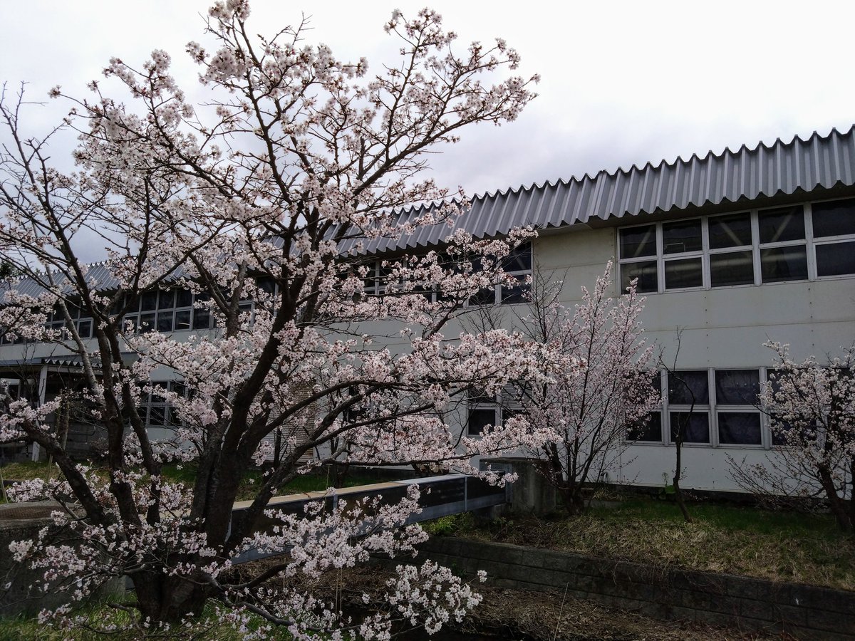 cha_bo_zu's tweet photo. 札幌にも桜がやってきました♪ https://t.co/hFap5NmOKv
