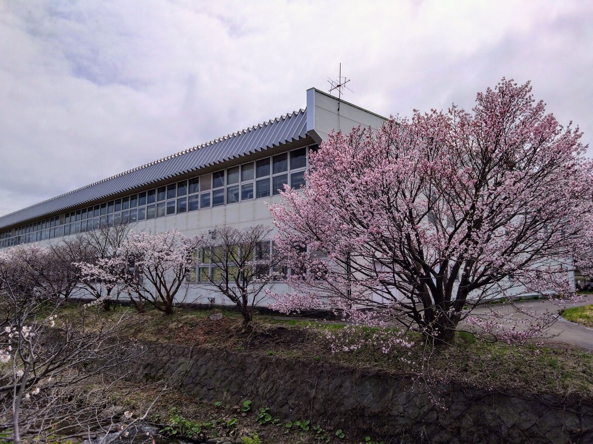 cha_bo_zu's tweet photo. 札幌にも桜がやってきました♪ https://t.co/hFap5NmOKv