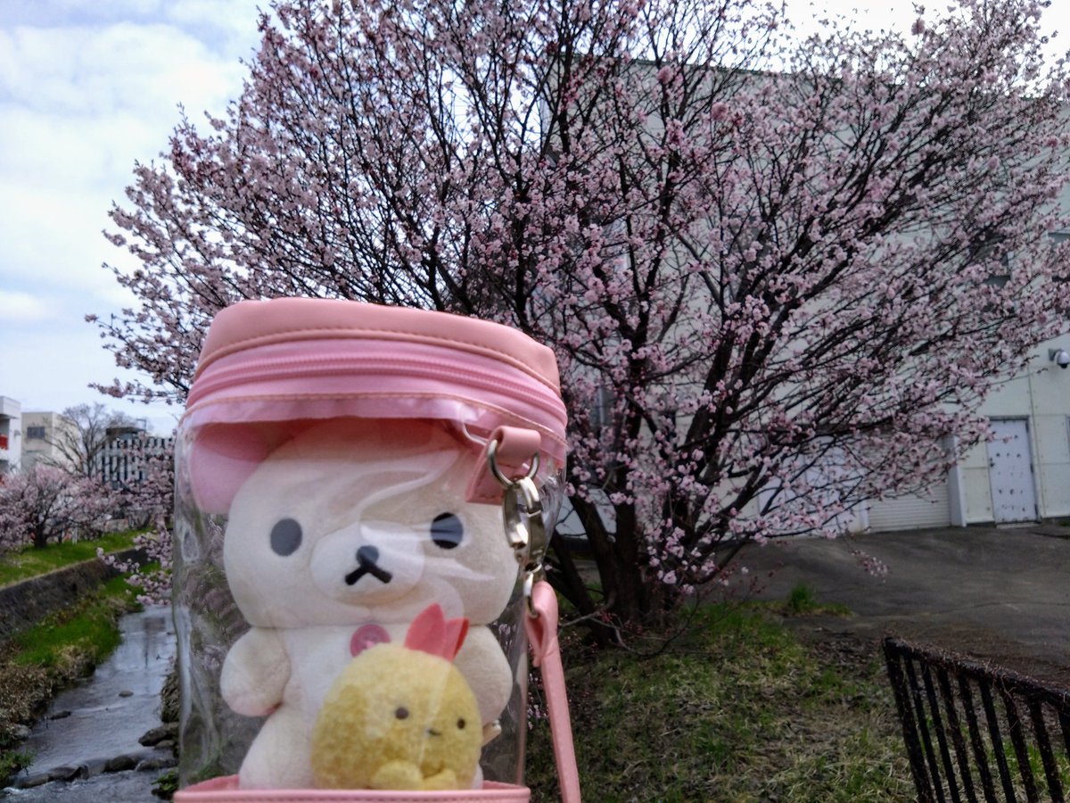 cha_bo_zu's tweet photo. 札幌にも桜がやってきました♪ https://t.co/hFap5NmOKv