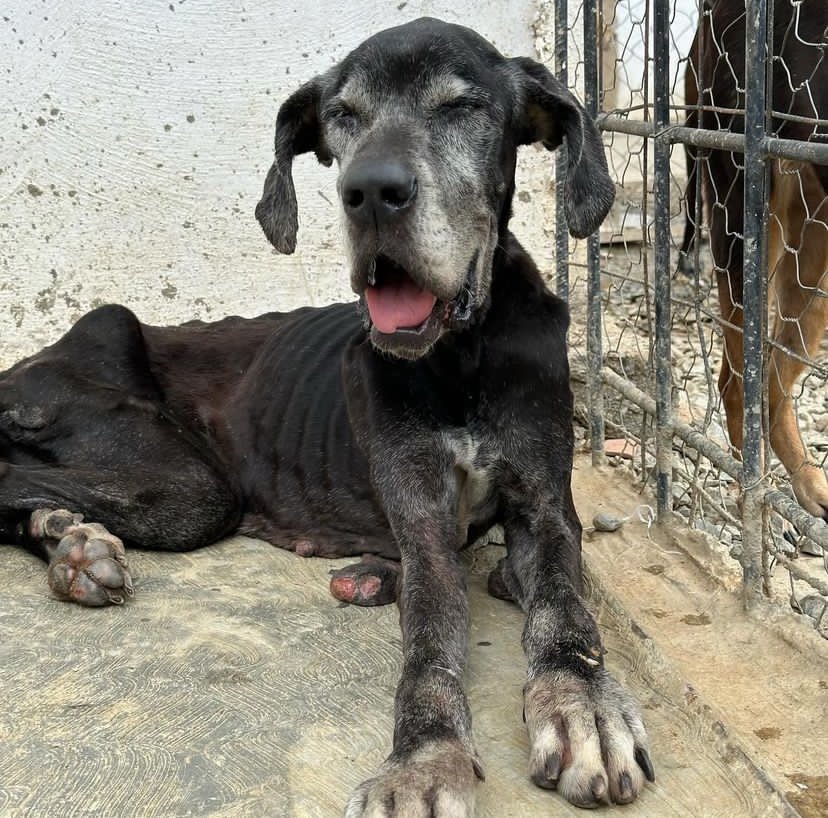 🆘🆘 Our friend needs us, every grain of sand is important to him 🐶 We need $235.00 for medical consultations, vitamins and medical care, please let's help this friend 🙏🏽 God bless you, we hug you tight 🆘🆘 PAYPAL⬇️ paypal.me/VetRescuinghea… paypal.me/VetRescuinghea…