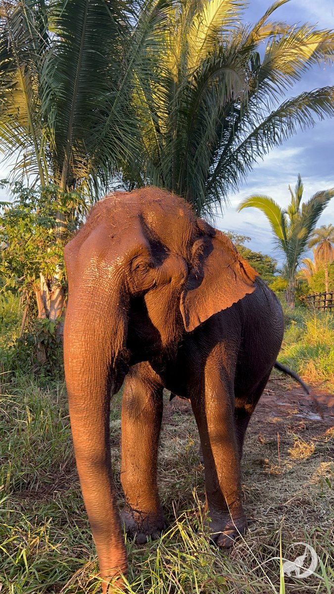 Lady has been having trouble lifting her leg up into the jacuzzi for foot soaks, because of her limited movement in her elbows. So, the staff is building her a special, portable concrete foot soak that it recessed into the ground. Read Lady's new update: globalelephants.org/ladys-new-foot…