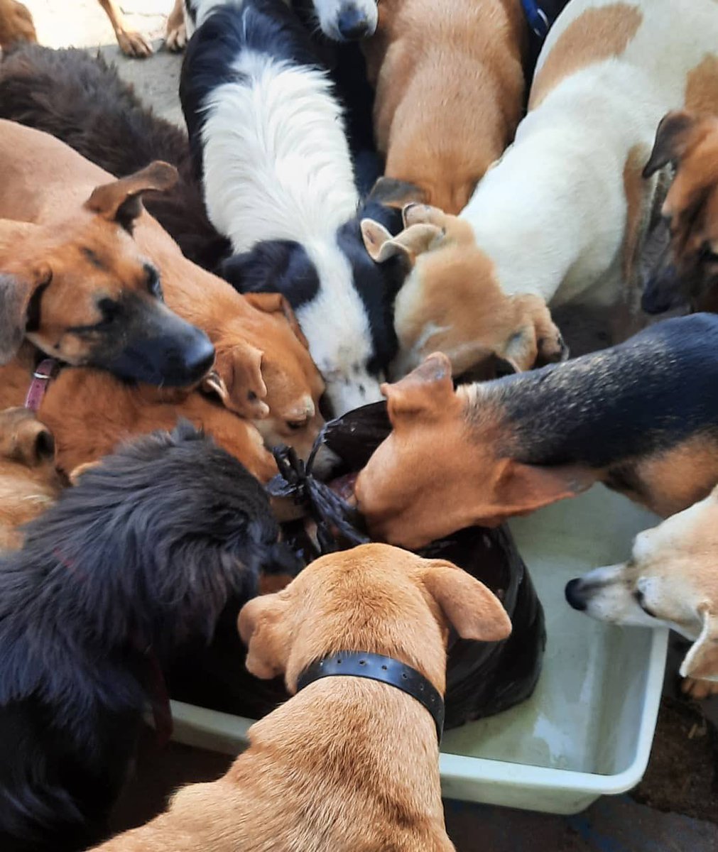 🆘 FOOD 🆘🥩🐕 Please, if you could give us the opportunity to feed 108 dogs 🥩🍗🦴 it is not easy, around $430.00 is needed 🍗🍖 for their food, it contains chopped rice, meat, biscuits and vitamins, dewormers PLEASE HELP #pledge #RESCUE 🙏🏽🐕🆘 PAYPAL ⬇️ paypal.me/VetRescuinghea…
