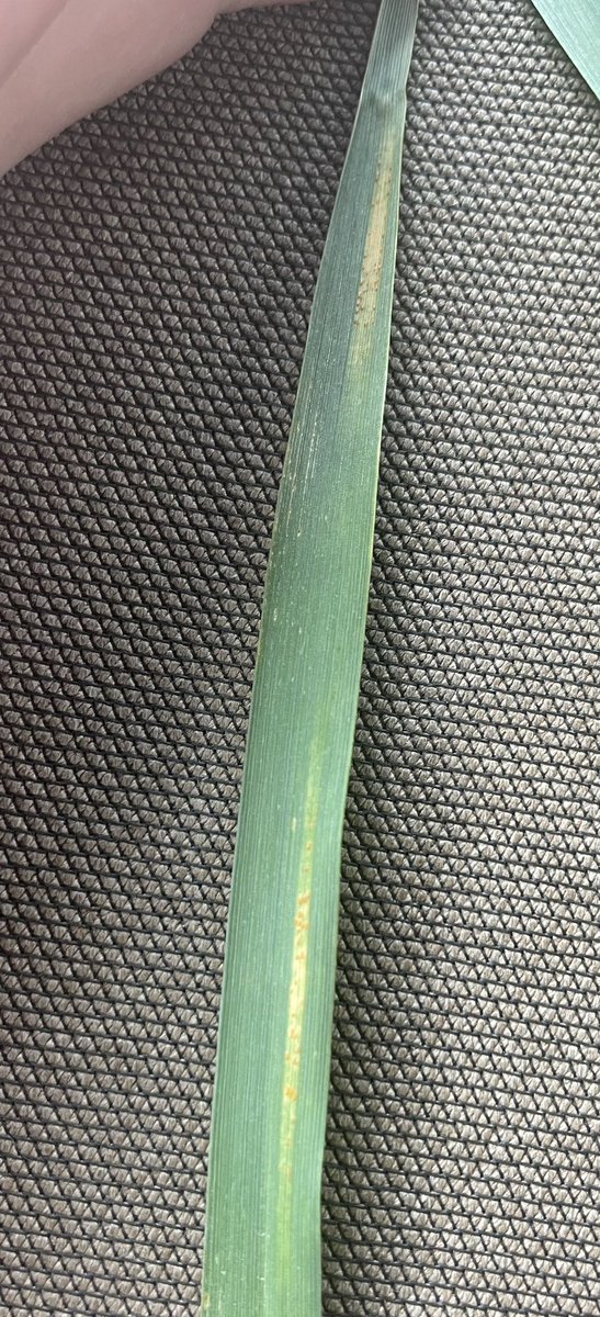 MLamatsch's tweet photo. Starting to see some stripe rust show up in NE Barton County, KS. @KSUWheatDisease https://t.co/hGVfjWzHpC